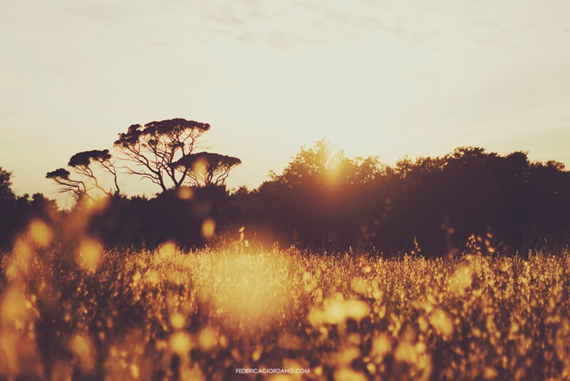 golden hour trees