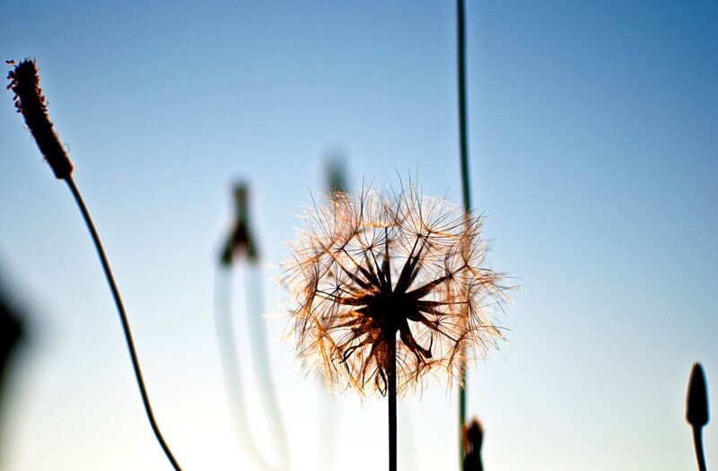 dandelion