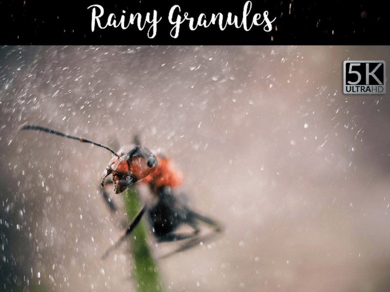 rainy photo overlay