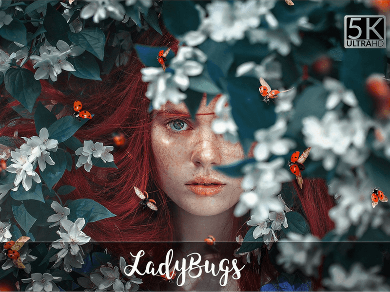 ladybugs photo overlay