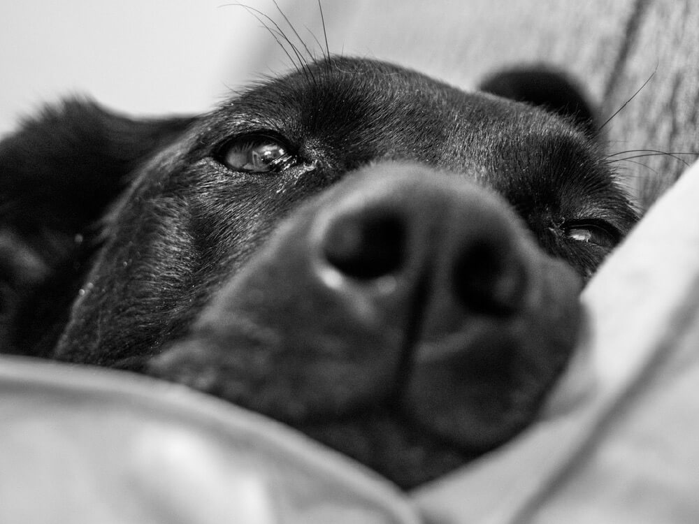 bw dog photo