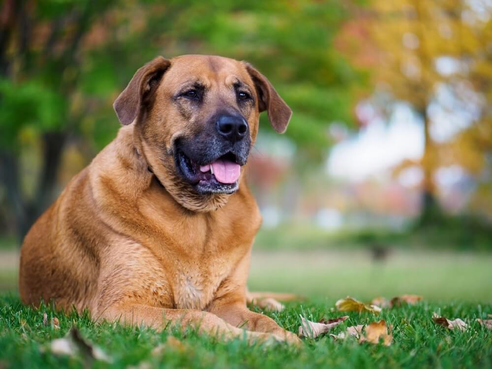 dog enjoying the park