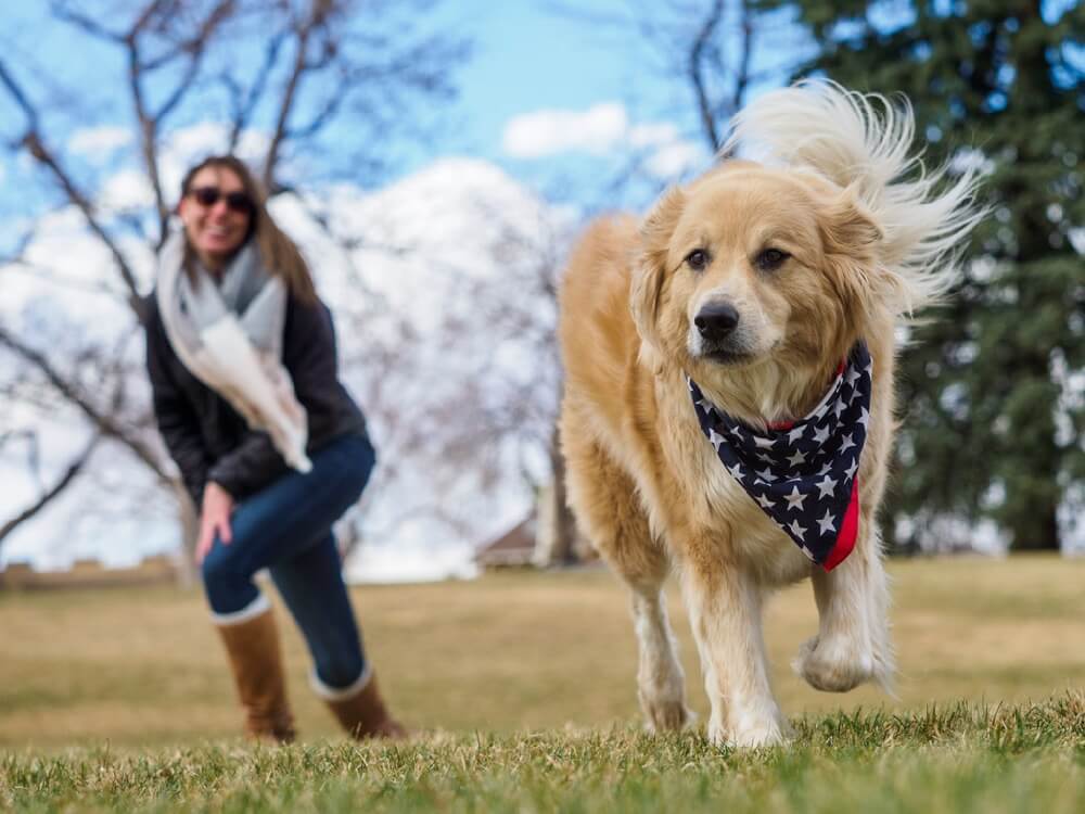 dog with scarf