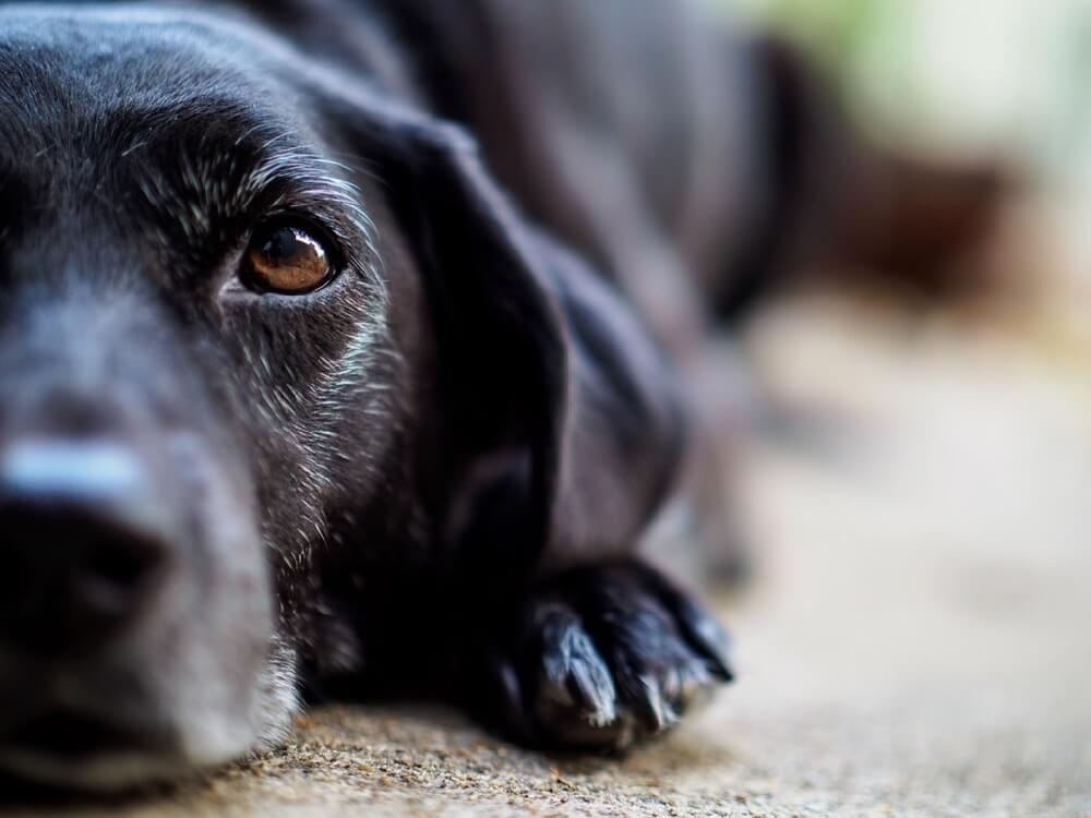 dog closeup