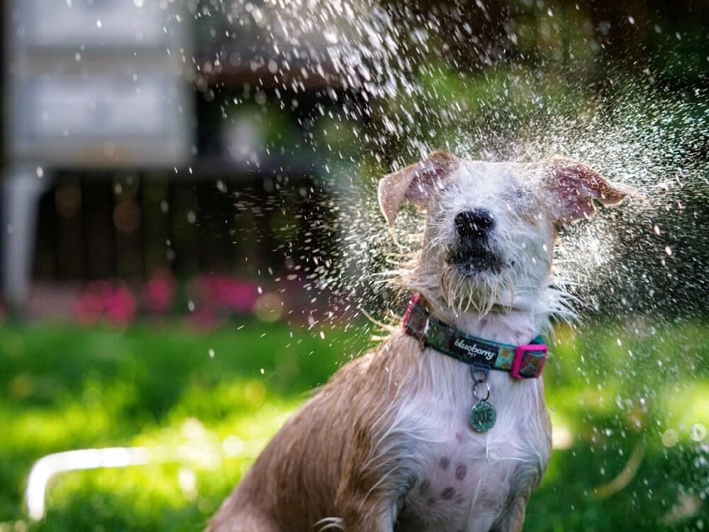 dog shaking water