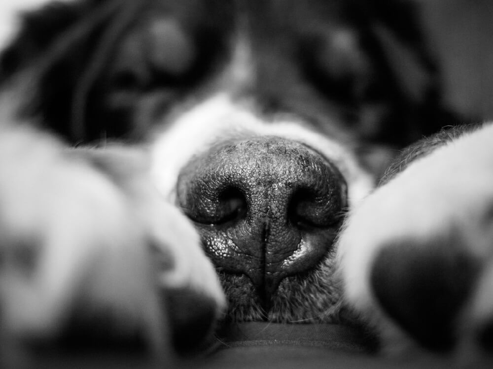 beautiful dog sleeping