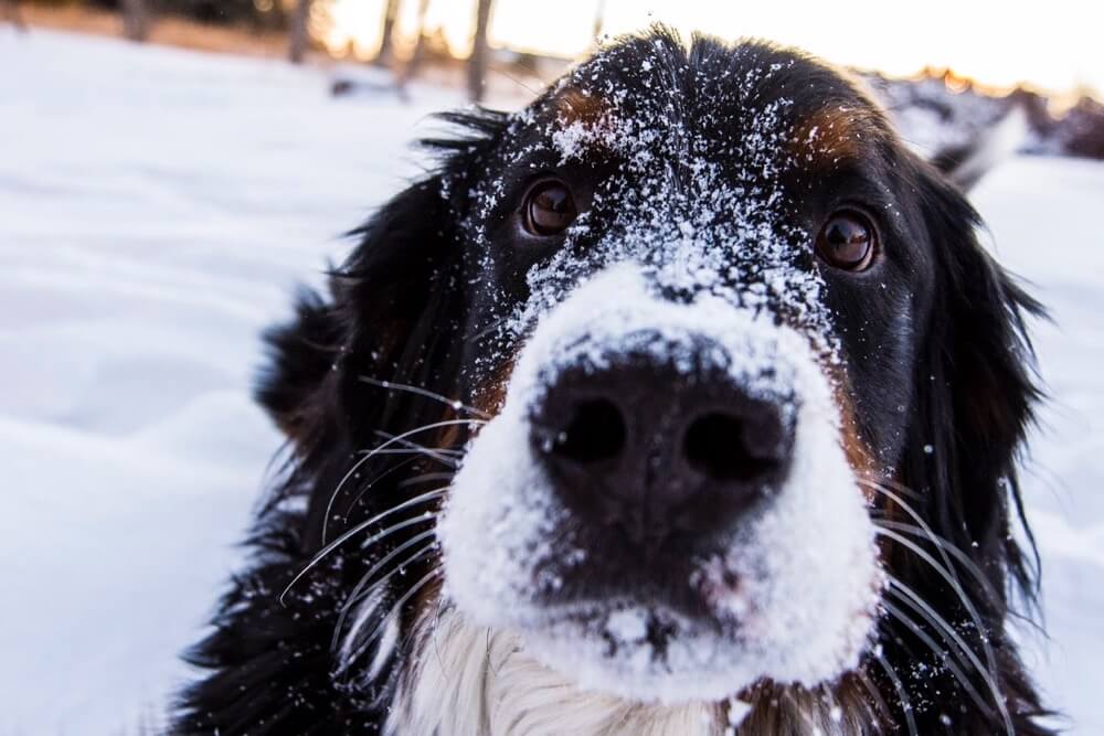 dog and snow