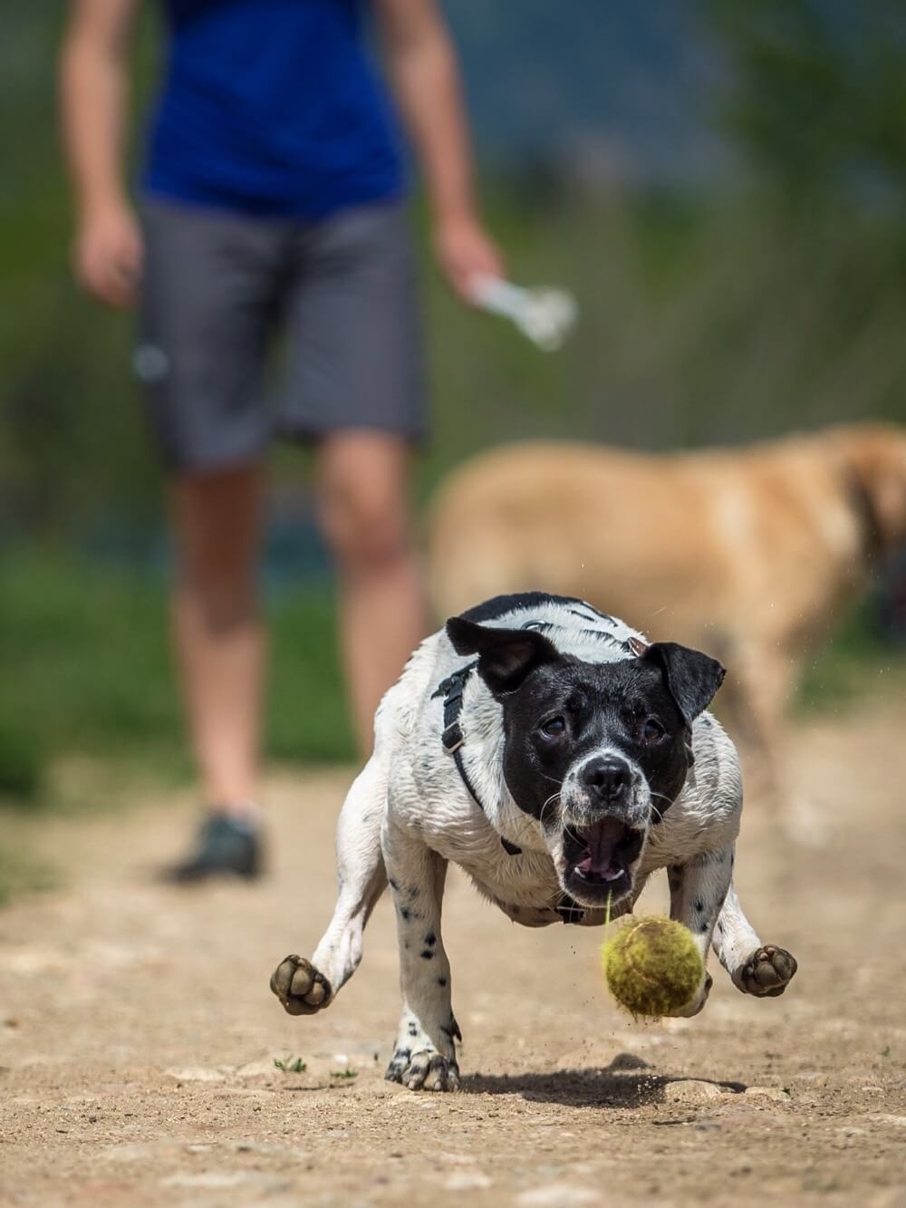 playing fetch