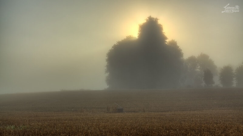 Marco Bergner - Misty Field