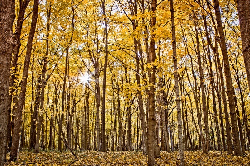 autumn trees