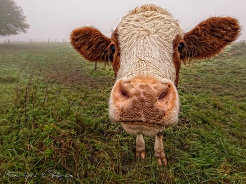 cow