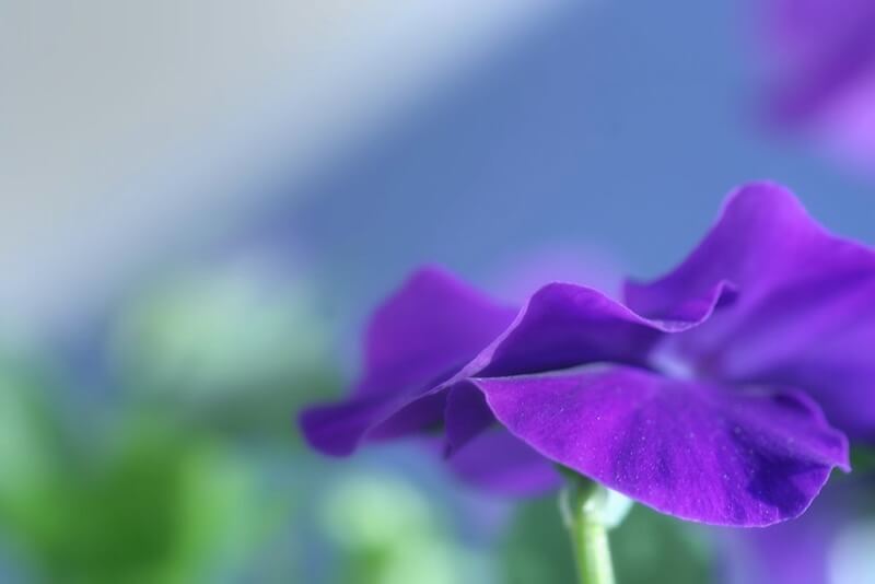 purple flower