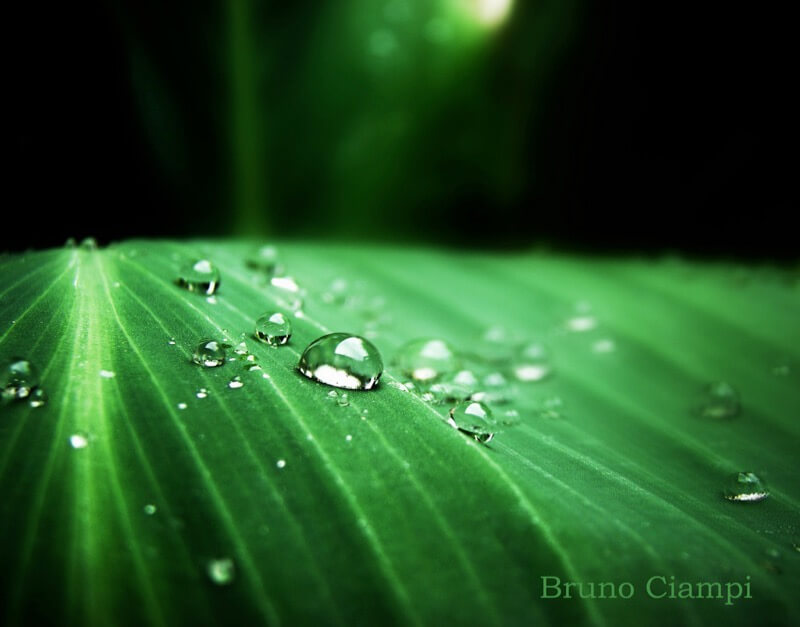 dew drops