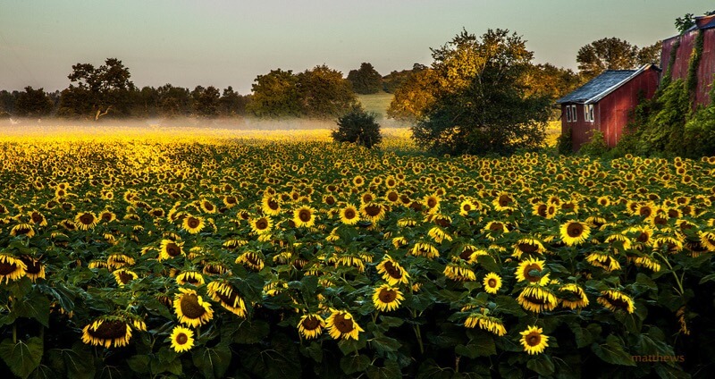 sunflower field