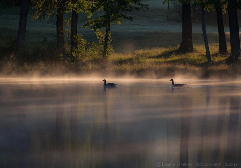 Desiree Elaine - Morning geese