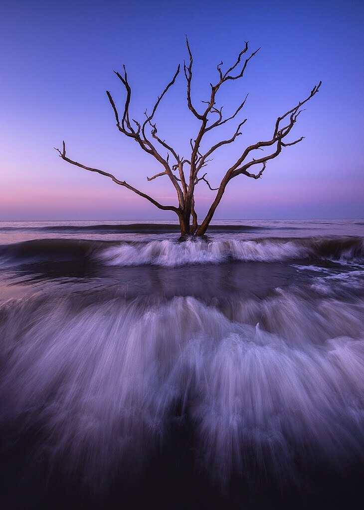 Yegor Malinovskii tree