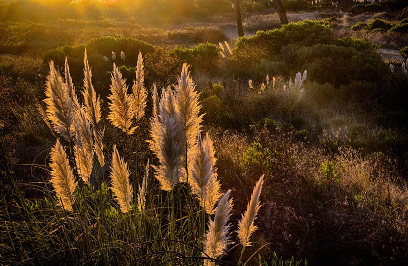 Wilson Silva -  At sunrise foxtail