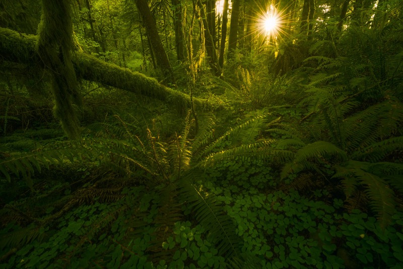 Marco Romani trees