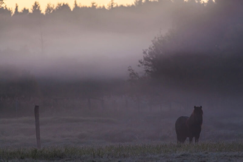 Marco Bergner fog