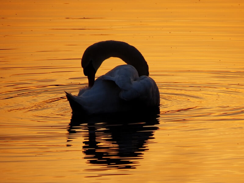 Robert Felton - Swan Silhouette