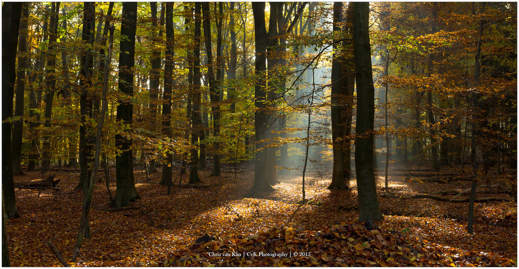 Chris van Kan - Autumn in the Netherlands