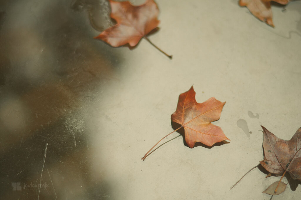 fallen leaves