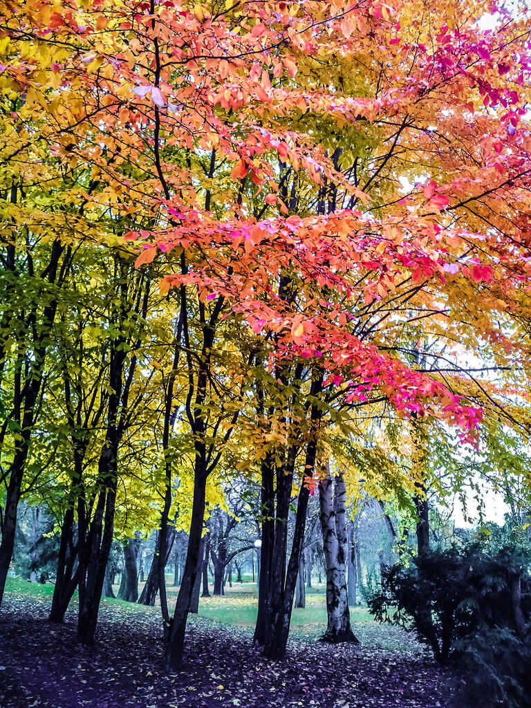 forest autumn