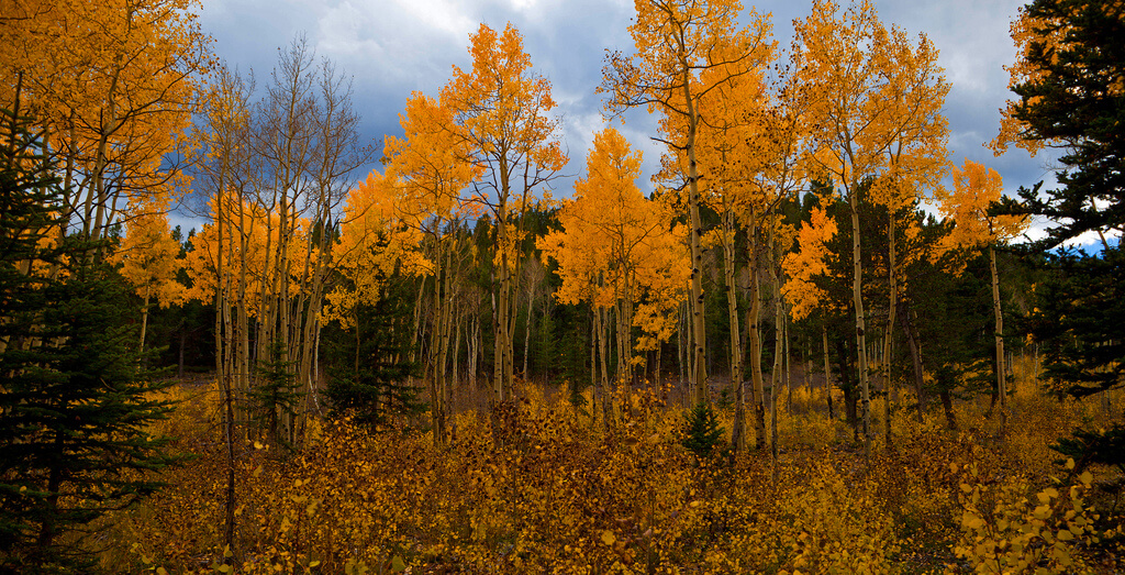 Barbara Schultheis autumn forest