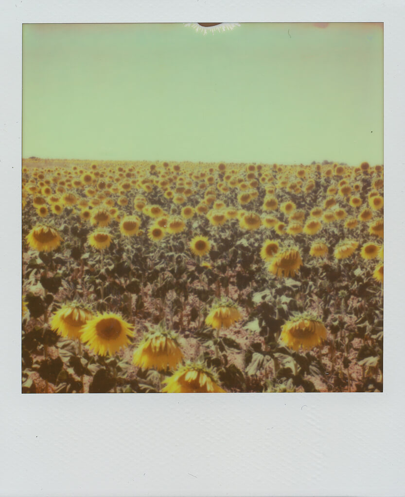 Daniel Gonzalez Fuster sunflowers