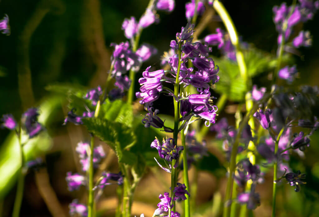 Harvey Smith - bluebell close up