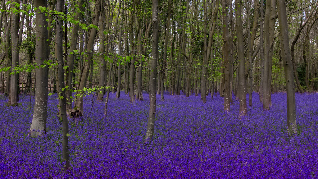 sagesolar - bluebell woods - pictures of flowers