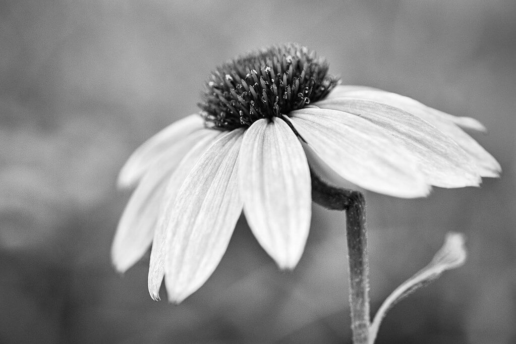 Joe - coneflower - pictures of flowers