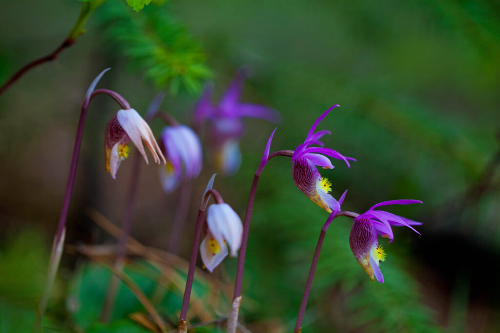 Barbara Schultheis - Lady Slipper Wild Orchids