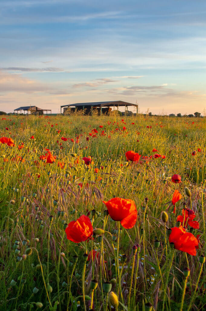 Chris Combe - Yorkshire Poppies - pictures of flowers