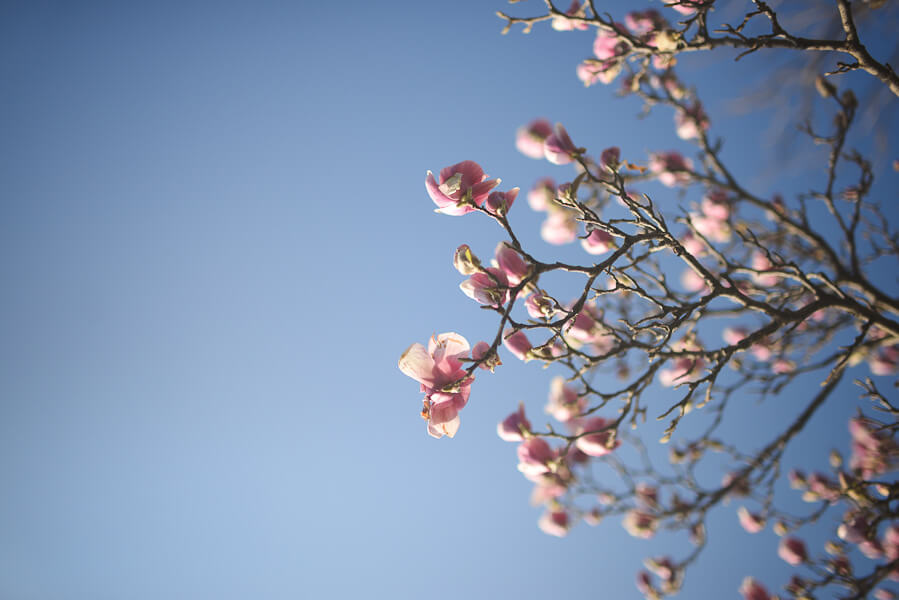 jordan parks magnolia blossoms - pictures of flowers