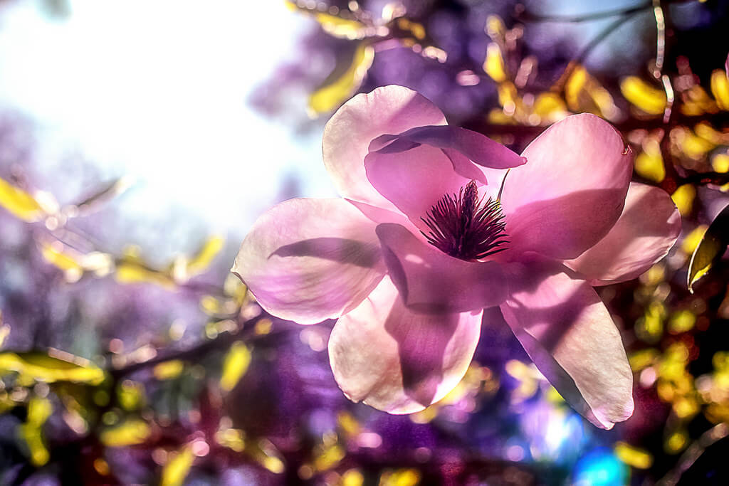 Natalia Medd magnolia blossom - pictures of flowers