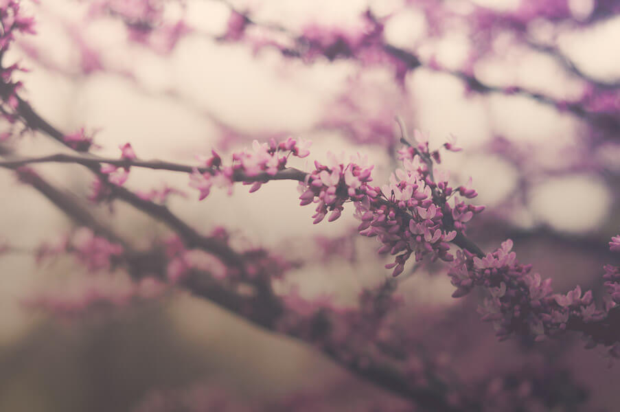 jordan parks - cherry blossoms - pictures of flowers