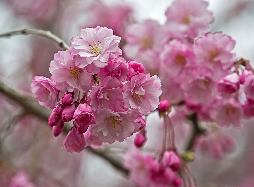 Lidija Bondarenko - Cherry blossom - pictures of flowers