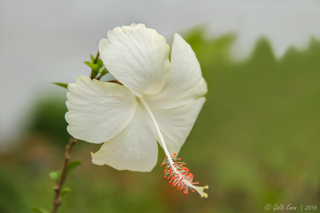 Galib Emon - HIBISCUS ROSA-SINENSIS Flower - pictures of flowers