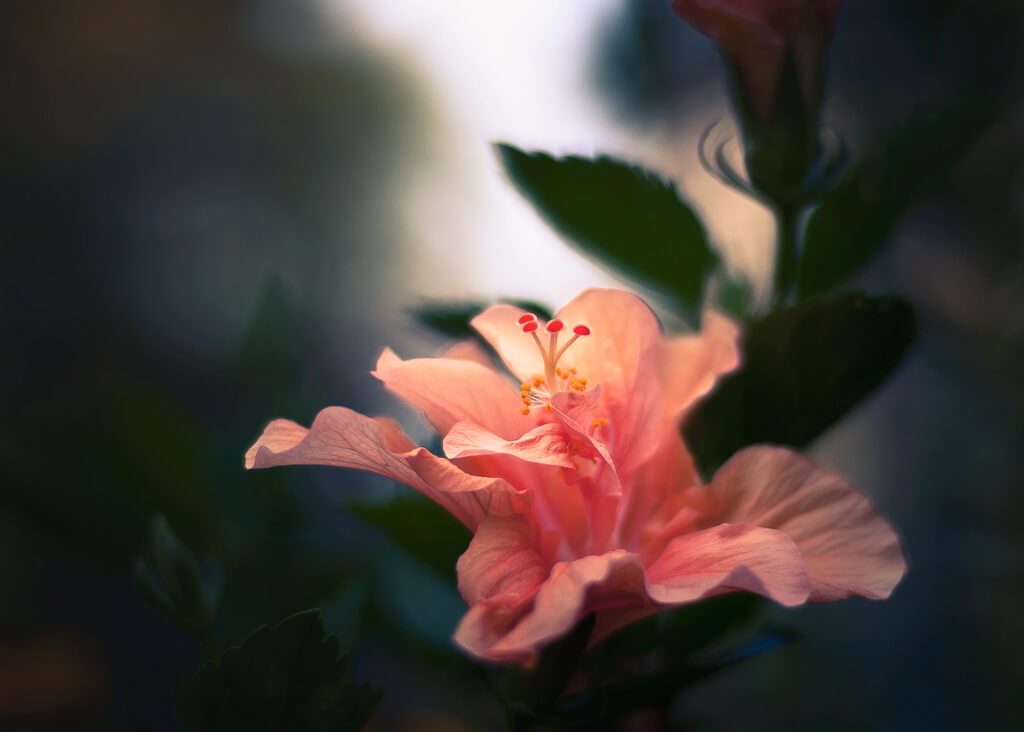 R Casey - hibiscus - pictures of flowers