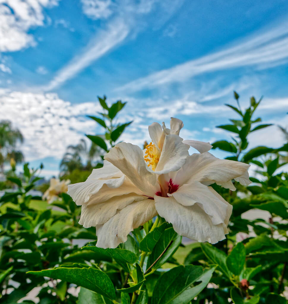 photobom - Hibiscus Flower - pictures of flowers