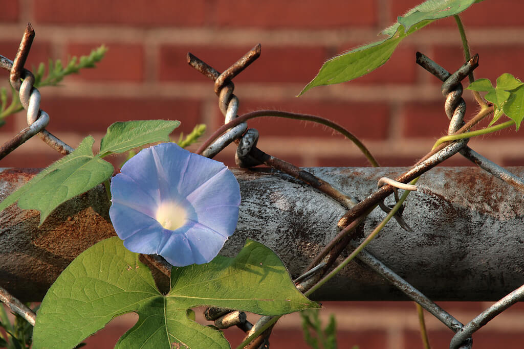 Brock Roseberry morning glory flower - pictures of flowers