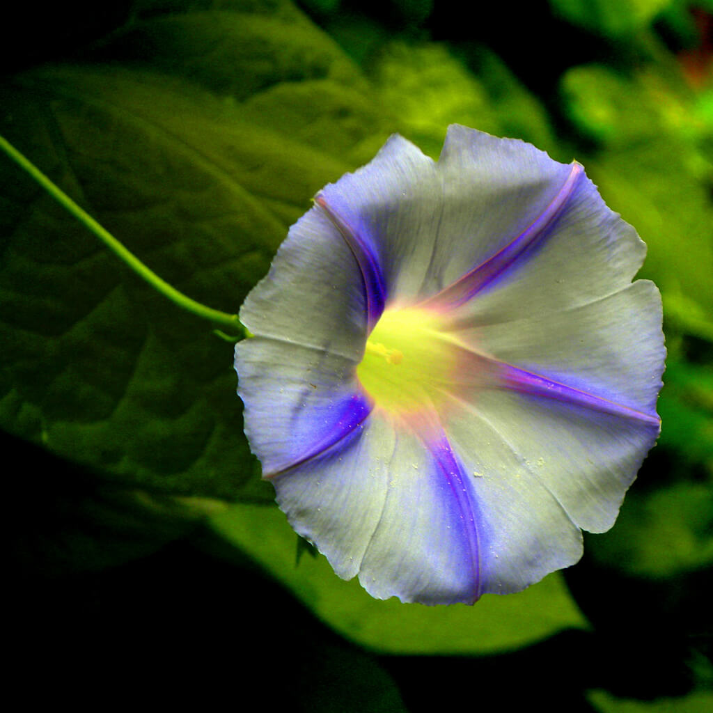 nicolas gent -Morning Glory - pictures of flowers