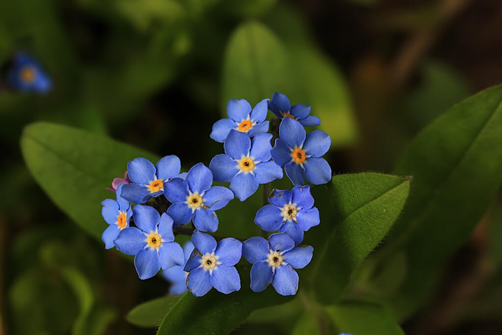 Els - Forget-me-not - pictures of flowers