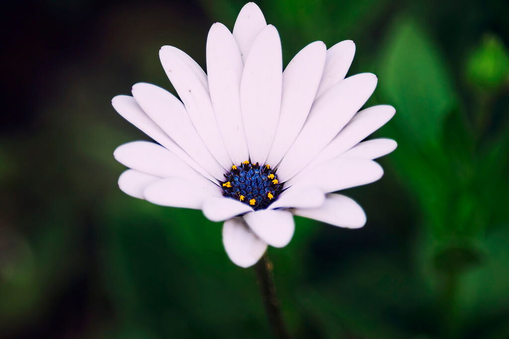 Shamini - Blue Eyed Daisy - pictures of flowers