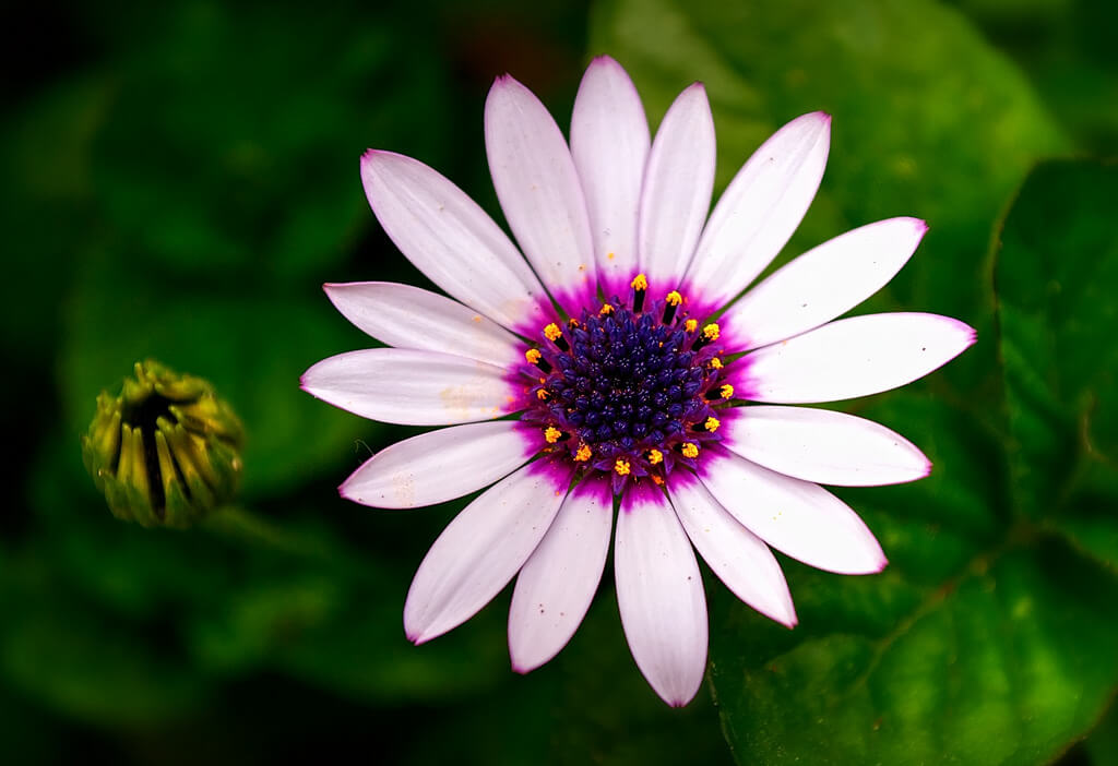 Tenia Prokalamou pink white daisy - pictures of flowers