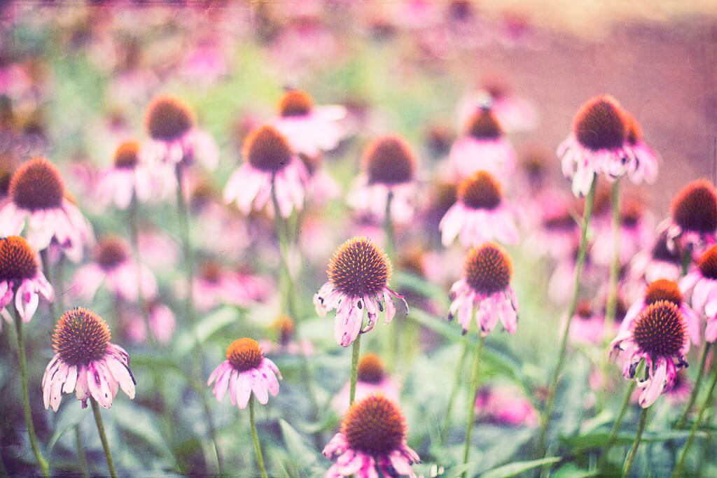 Donnie Nunley coneflowers - pictures of flowers