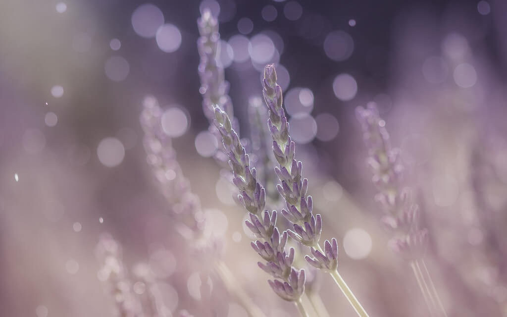 Sandrine Néel - lavender