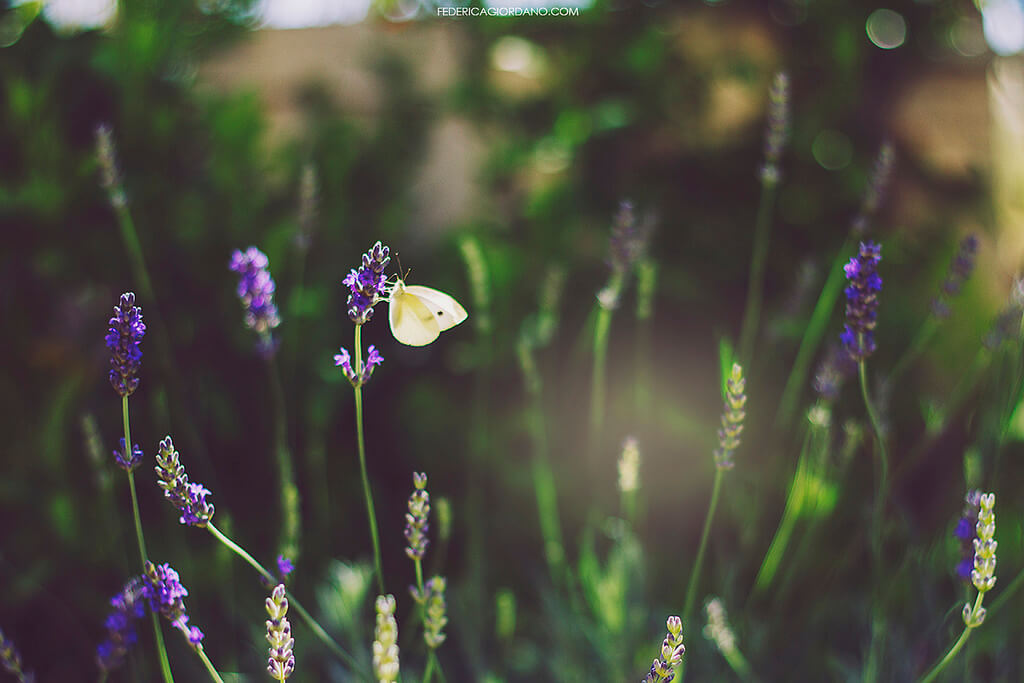 Federica Giordano - lavender