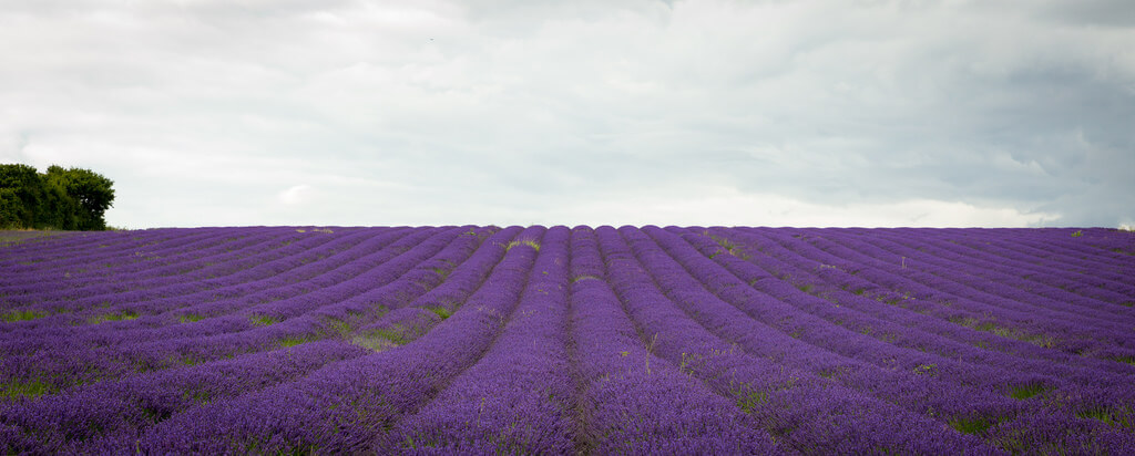 Hemzah Ahmed - Purple lavender fields